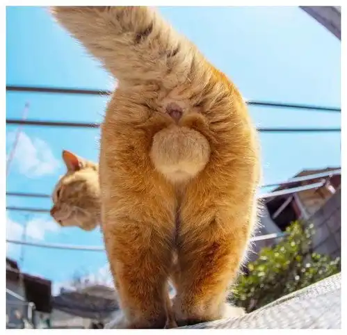 猫咪可爱起来,连蛋蛋都迷人在猫失去蛋蛋前,铲屎官快捏起来