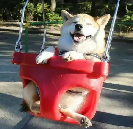 捕捉到一只荡秋千的柴犬,笑的好开心狗生快乐啊