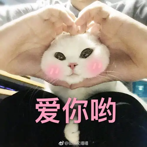 猫咪表情包土味情话
