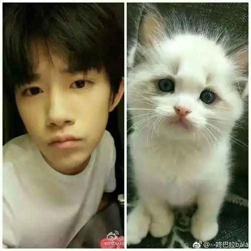 知道千玺为什么这么喜欢养猫么