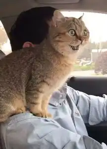 宠物出行难,试试看这样约车