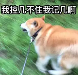 不管刮风下雨,这两只狗砸一听到车祸声就会冲出来看热闹