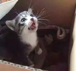 新家的墙壁里,竟然有猫叫声,主人急忙砸墙救出一小奶猫