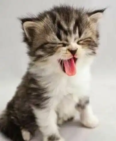 猫咪的这些表情,看着萌萌的,你觉得呢