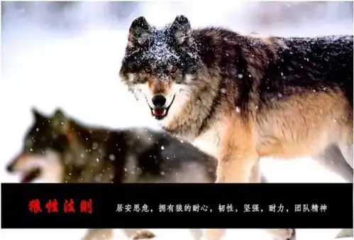 狼性管理22招企业管理者必知