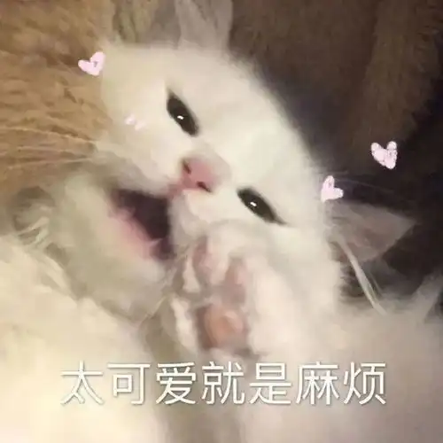 可爱的猫猫表情包情侣聊天必备