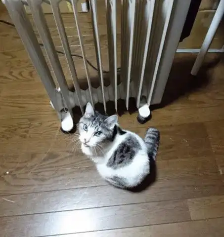 猫咪一直低头沉思,看到主人出来后直叫,知道原因后主人笑喷了