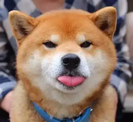 柴犬的脸上每天有笑容,看着很开心,其实
