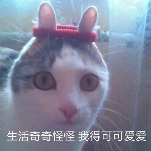 小猫咪表情包嗯还有头发还能学