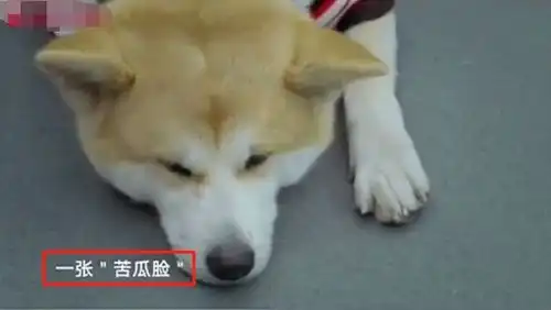 被遗弃的柴犬变苦瓜脸,它的笑容不见了