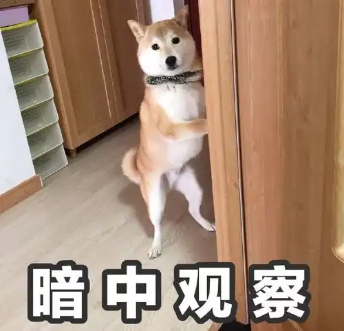 表情包一只叫做芋圆的魔性柴犬
