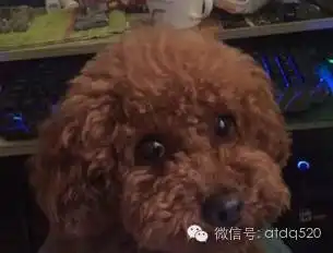 原来泰迪也是一个表情包