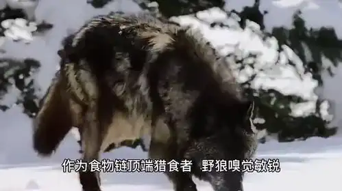 两只金雕捕杀野狼,野狼被金雕按在地上摩擦,苦不堪言