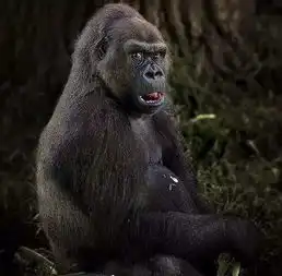 天哪,我们在非洲居然有那么多的表叔