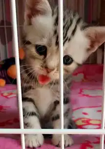小奶猫委屈巴巴的看着铲屎官,表情萌翻了