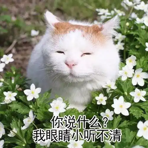 斗图小表情12.3