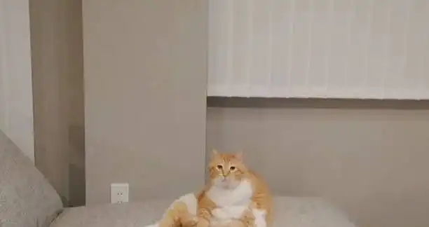 日本有只小萌猫凭借厌世脸走红朋友圈,网友太可爱了