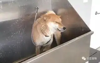 主人说带柴犬说出去玩,没想到带去洗澡了,狗子眼神冷了下来