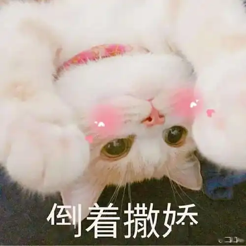 猫狗总动员,准备起航啦