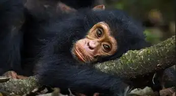 除了人类,动物们会不会自杀