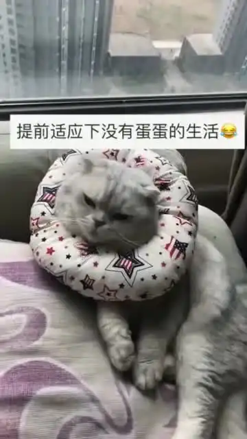 这小猫咪是怎么了,做出这样的表情,是不是应该带它去做绝育了