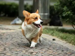 柯基属于猎犬吗柯基的腿为什么会那么短