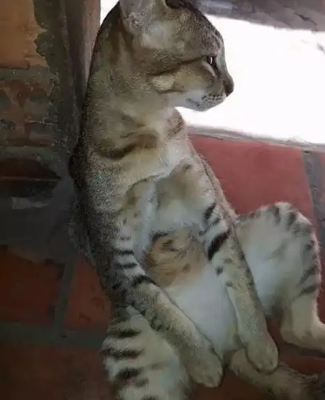 猫咪做完绝育手术,每天坐在在门口发呆网友我已经是一只废猫了