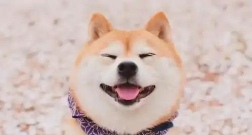 抖音最火来看看迷人微笑柴犬到底有多暖心网友这笑容如沐春风