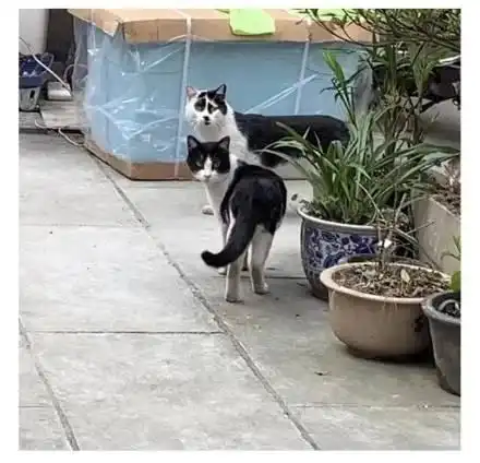 奶牛猫丑到自带表情包2020第一批丑猫出炉,一般人吸不动