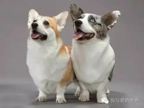 说粗来你信吗柯基才是最有故事的汪