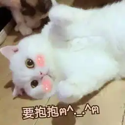 表情包小萌猫