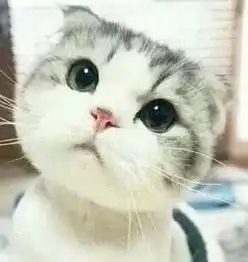 这只猫叫什么.有没有它的表情包.