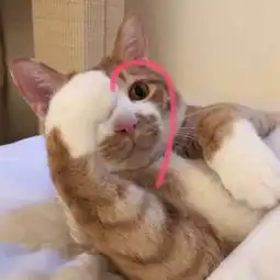公主殿下您的表情包库该更新了,备好了萌猫表情包,欢迎莅临检阅