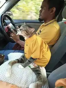 主人每次带着下身瘫痪的猫咪出去玩的时候,猫咪的表情亮了...