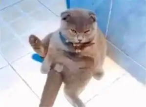 猫咪醒来发现自己被绝育了,猫咪的表情亮了,用小鱼干都哄不回来