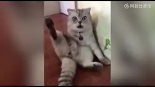 猫绝育后的怨念有夺深