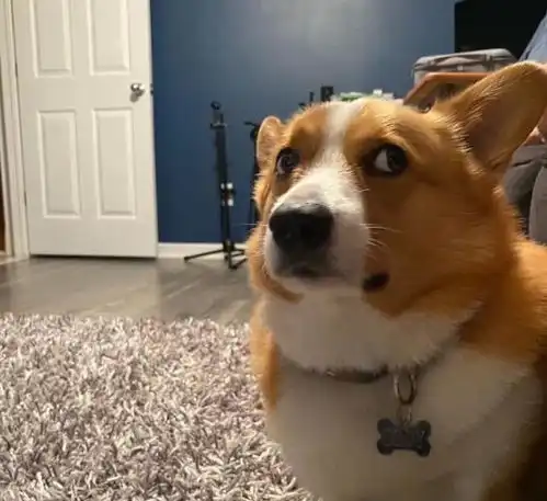 与生活为敌的柯基犬,动不动就摆起一副厌世脸,狗狗我太难了