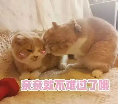 沙雕表情包亲亲就不难过了哦