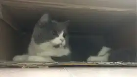 抖肩舞x一窝小奶猫萌化了