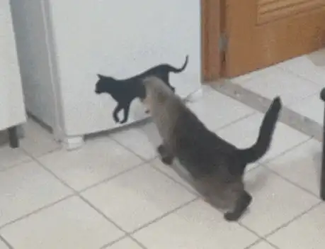 墙上贴了一个猫咪的壁纸,家猫看到之后就上前打架,主人笑疯了