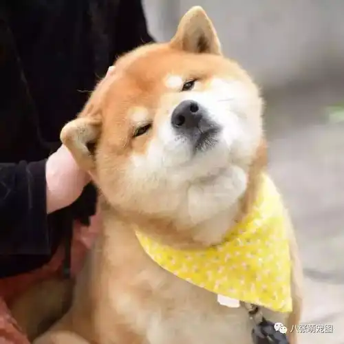 哈哈哈被这邪魅狷狂的笑容撩到了,赶紧收藏好你的表情包