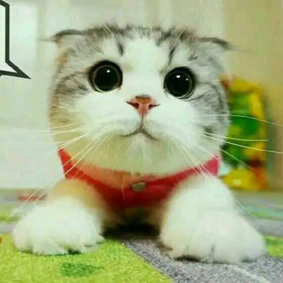 求这只猫的全套表情包
