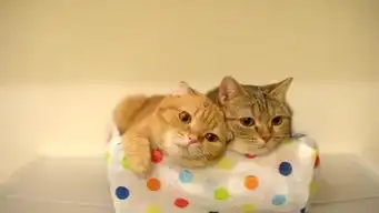 史上最懒的猫