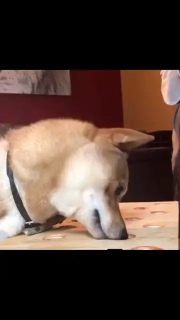 表情逐渐愤怒柴犬