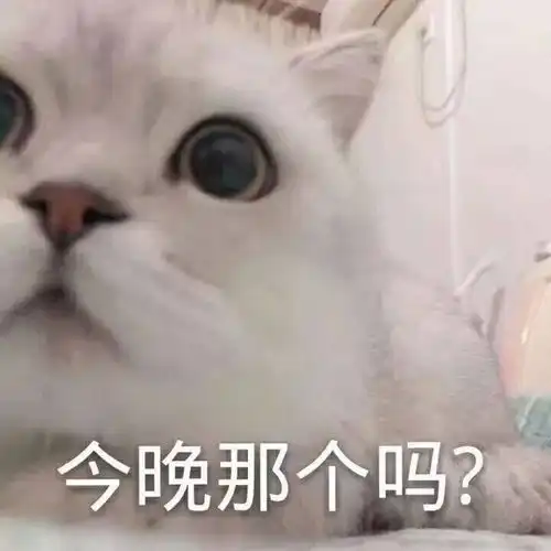 猫绝育铲屎官想阉了我