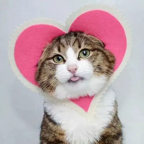 ins上的这只喵,双腿瘫痪却被主人宠上天欢脱地就像表情包