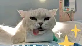 猫猪大战,就欺负你小猪佩奇