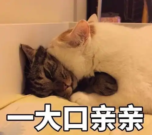 唐青枫送了你一个傀儡,然后