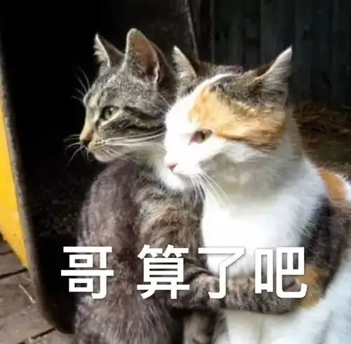 猫咪表情包投降,投降,我投降