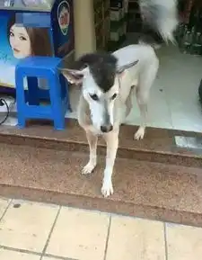 分享听说哈士奇是上帝造狼的草稿哈哈哈哈